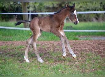 Caballo cuarto de milla, Semental, Potro (04/2026), 150 cm, Castaño