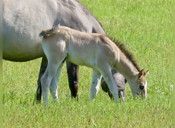 Caballo cuarto de milla, Semental, Potro (04/2024), 150 cm, Grullo