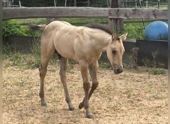 Caballo cuarto de milla, Semental, Potro (05/2025), 150 cm