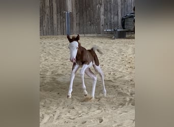 Caballo cuarto de milla, Semental, Potro (06/2026), 150 cm, Overo-todas las-capas