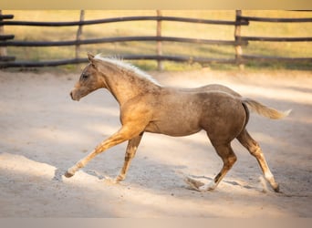 Caballo cuarto de milla, Semental, Potro (05/2026), 150 cm, Palomino