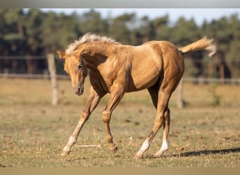 Caballo cuarto de milla, Semental, Potro (05/2026), 150 cm, Palomino