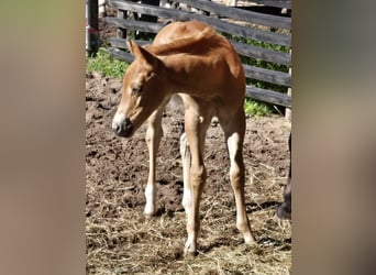 Caballo cuarto de milla, Semental, Potro (05/2026), 150 cm, Palomino