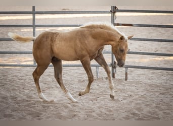 Caballo cuarto de milla, Semental, Potro (05/2026), 150 cm, Palomino