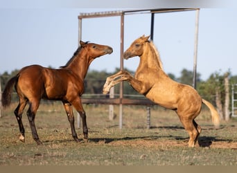 Caballo cuarto de milla, Semental, Potro (05/2026), 150 cm, Palomino