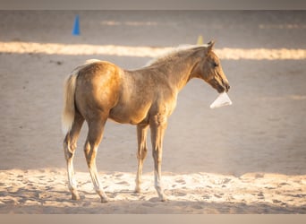 Caballo cuarto de milla, Semental, Potro (05/2026), 150 cm, Palomino
