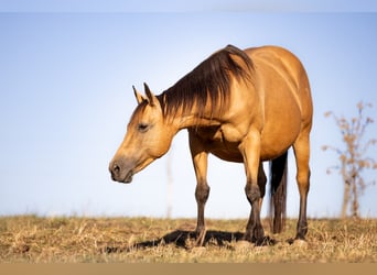 Caballo cuarto de milla, Semental, Potro (05/2026), 150 cm, Palomino