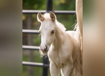 Caballo cuarto de milla, Semental, Potro (05/2025), 150 cm, Palomino