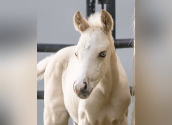 Caballo cuarto de milla, Semental, Potro (05/2025), 150 cm, Palomino