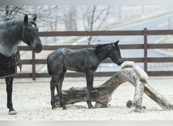 Caballo cuarto de milla, Semental, , 150 cm, Ruano azulado