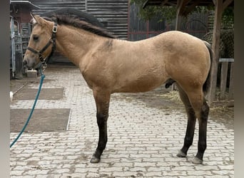 Caballo cuarto de milla, Semental, Potro (05/2025), 150 cm