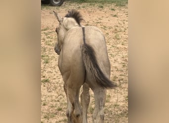 Caballo cuarto de milla, Semental, Potro (05/2025), 150 cm