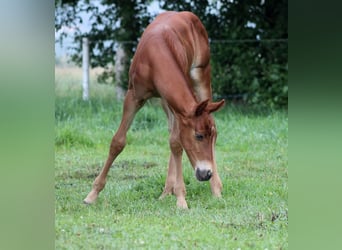 Caballo cuarto de milla, Semental, Potro (06/2026), 151 cm, Alazán-tostado