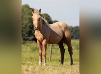 Caballo cuarto de milla, Semental, Potro (05/2025), 151 cm, Palomino