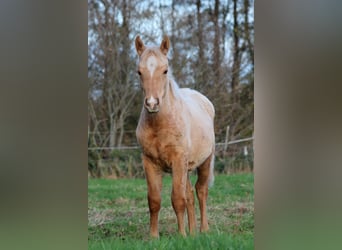 Caballo cuarto de milla, Semental, Potro (05/2025), 151 cm, Palomino