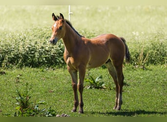 Caballo cuarto de milla, Semental, Potro (05/2025), 152 cm, Castaño