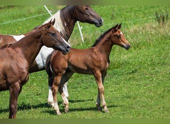 Caballo cuarto de milla, Semental, Potro (05/2025), 152 cm, Castaño