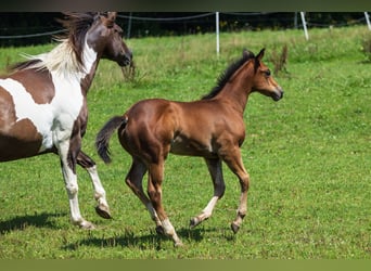 Caballo cuarto de milla, Semental, Potro (05/2025), 152 cm, Castaño