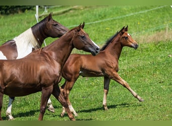 Caballo cuarto de milla, Semental, Potro (05/2025), 152 cm, Castaño