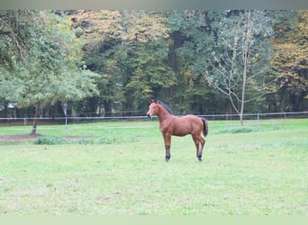 Caballo cuarto de milla, Semental, Potro (05/2025), 152 cm, Castaño oscuro Caballo cuarto de milla, Semental, Potro (05/2025), 152 cm, Castaño oscuro