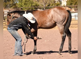 Caballo cuarto de milla, Semental, Potro (04/2023), 152 cm, Castaño-ruano