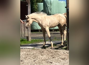 Caballo cuarto de milla, Semental, Potro (05/2026), 152 cm, Palomino