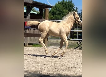 Caballo cuarto de milla, Semental, Potro (05/2026), 152 cm, Palomino