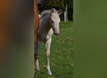 Caballo cuarto de milla, Semental, Potro (07/2025), 152 cm, Perlino