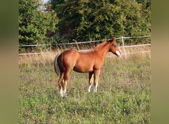 Caballo cuarto de milla, Semental, Potro (04/2025), 153 cm, Alazán