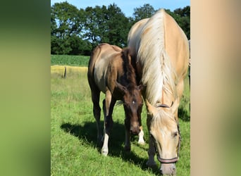 Caballo cuarto de milla, Semental, Potro (03/2026), 153 cm, Buckskin/Bayo