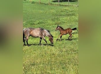 Caballo cuarto de milla, Semental, Potro (03/2026), 153 cm, Castaño-ruano