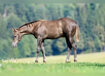 Caballo cuarto de milla, Semental, Potro (04/2026), 153 cm, Musgo