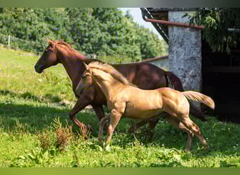 Caballo cuarto de milla, Semental, Potro (04/2025), 153 cm, Palomino
