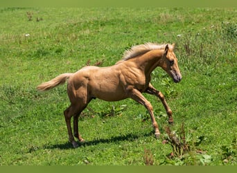 Caballo cuarto de milla, Semental, Potro (04/2025), 153 cm, Palomino