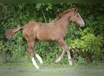 Caballo cuarto de milla, Semental, Potro (04/2025), 154 cm, Alazán