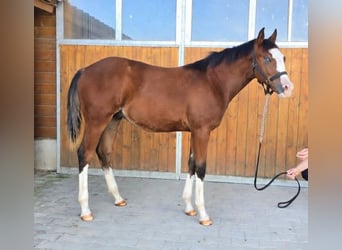 Caballo cuarto de milla, Semental, Potro (02/2026), 154 cm, Castaño