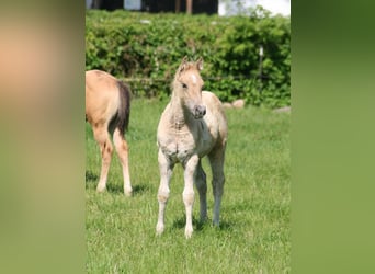 Caballo cuarto de milla, Semental, Potro (03/2026), 154 cm, Dunalino (Cervuno x Palomino)
