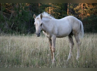 Caballo cuarto de milla, Semental, Potro (05/2026), 154 cm, Palomino
