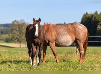 Caballo cuarto de milla, Semental, Potro (04/2026), 155 cm, Alazán-tostado