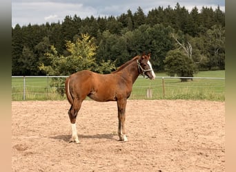 Caballo cuarto de milla, Semental, Potro (04/2026), 155 cm, Alazán-tostado