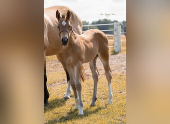 Caballo cuarto de milla, Semental, Potro (05/2025), 155 cm, Buckskin/Bayo