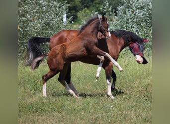 Caballo cuarto de milla, Semental, Potro (02/2026), 155 cm, Castaño
