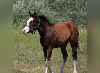 Caballo cuarto de milla, Semental, Potro (02/2026), 155 cm, Castaño