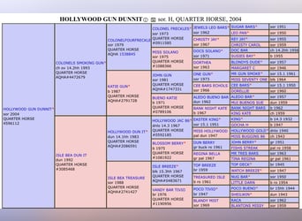Caballo cuarto de milla, Semental, , 155 cm, Castaño