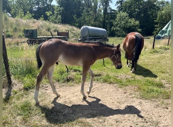 Caballo cuarto de milla, Semental, , 155 cm, Castaño-ruano