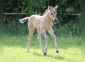 Caballo cuarto de milla, Semental, Potro (05/2024), 155 cm, Grullo