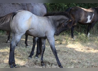 Caballo cuarto de milla, Semental, Potro (04/2026), 155 cm, Ruano azulado