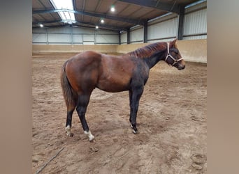 Caballo cuarto de milla, Semental, Potro (04/2023), 156 cm, Castaño oscuro