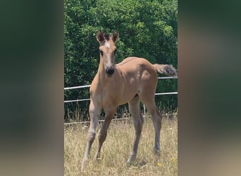 Caballo cuarto de milla, Semental, Potro (05/2026), 156 cm, Grullo