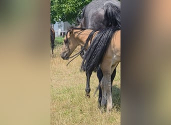 Caballo cuarto de milla, Semental, Potro (05/2026), 156 cm, Grullo
